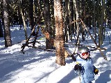 Rachel in Ripperoo's Forest, by the dog bone (2004) Rachel in Ripperoo's Forest, by the dog bone (2004)